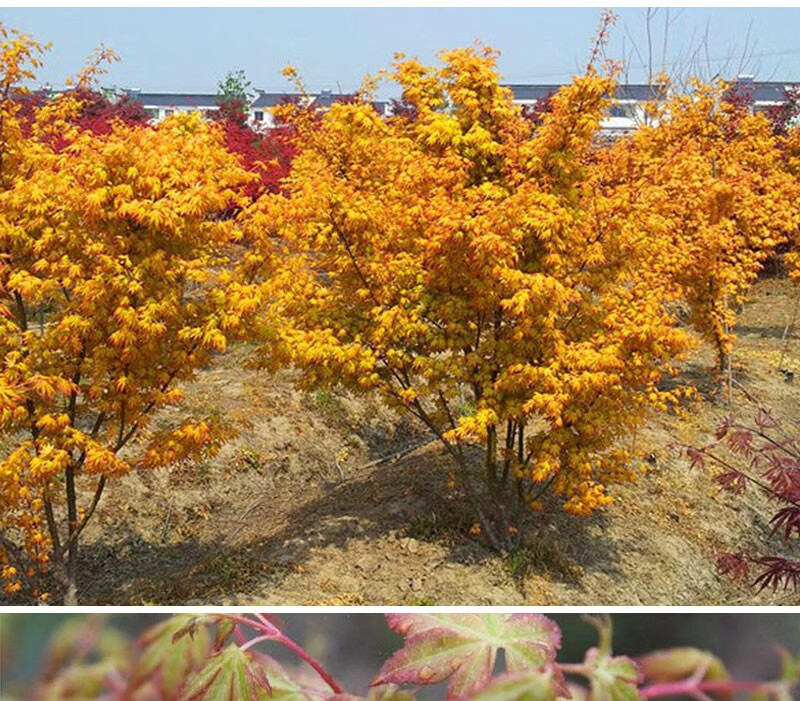 黄金枫树苗正宗橙之梦红枫三季红日本黄金枫树苗盆栽风景树苗嫁接黄金
