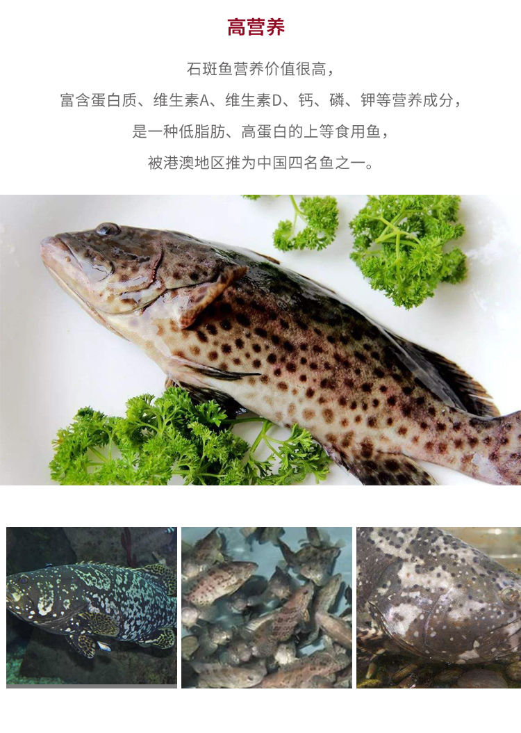 当天海捕鲜活石斑鱼 鲜活速冻石斑鱼 大海鱼 鱼类海鲜 大石斑鱼2条装