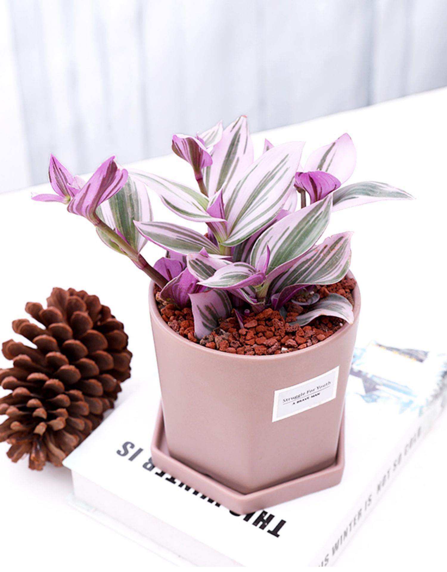 油画婚礼吊兰盆栽 进口彩色观叶植物 花卉绿植室内好养垂吊锦t7 5号