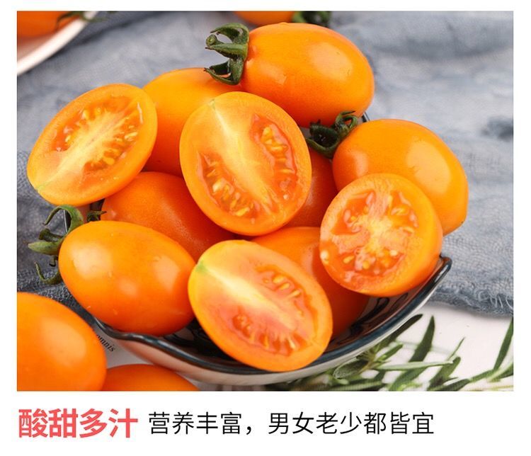 维吉尔现摘现发福建农家现摘黄色小番茄黄金圣女果小西红柿新鲜蔬菜