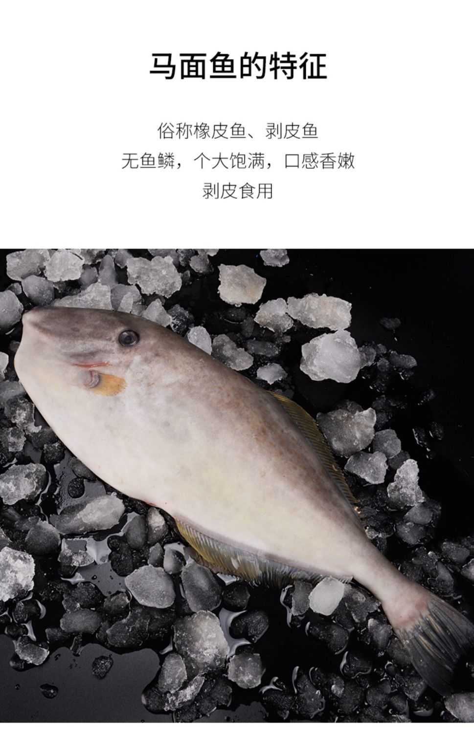 东海新鲜马面鱼剥皮鱼扒皮鱼耗儿鱼剔皮鱼皮匠鱼面包鱼烧烧角新鲜剥皮