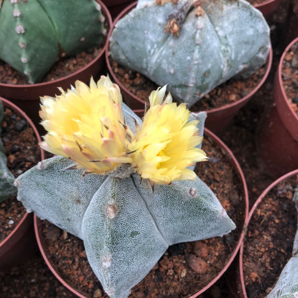 银砂仙人球多肉多肉植物组合绿植花卉盆栽吸甲醛 琉璃鸾凤玉6cm【图片