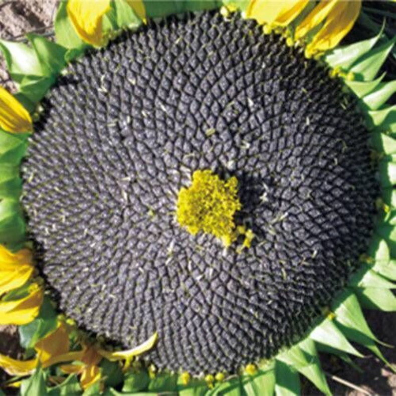 油葵2斤 生熟【500g*2袋】黑珍珠小油葵瓜子1/2斤 熟原味油葵1斤