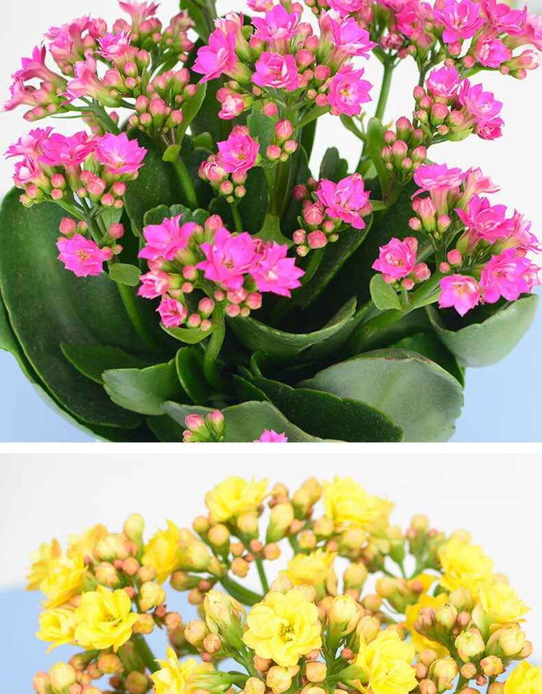 长寿花盆栽 大花重瓣巴黎系列单瓣四季开花花卉室内办公室桌面绿植带