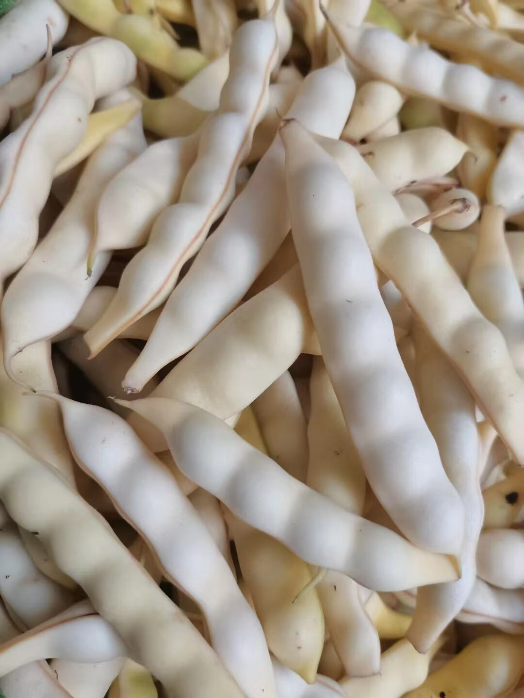 东北新鲜黄豆角勾勾黄油豆角兔子翻白眼黄金勾钩豆角蔬菜现摘 2500g