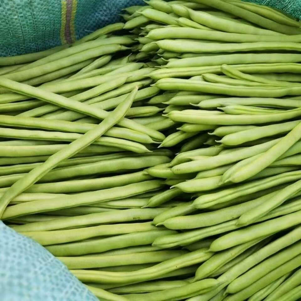 青樱红荔5斤新鲜蔬菜豆角无筋豆四季豆角小金豆东北架豆王现摘现发