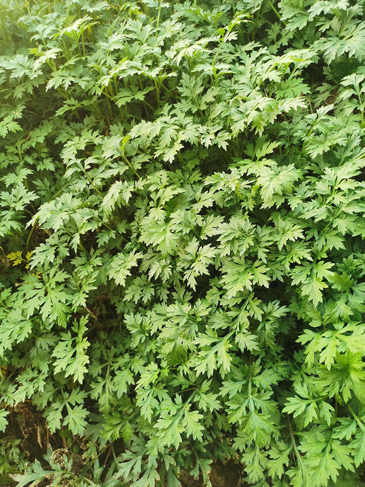 新鲜艾叶现摘艾叶草食用艾清明草青团糍粑艾草叶生艾叶艾篙叶 新鲜