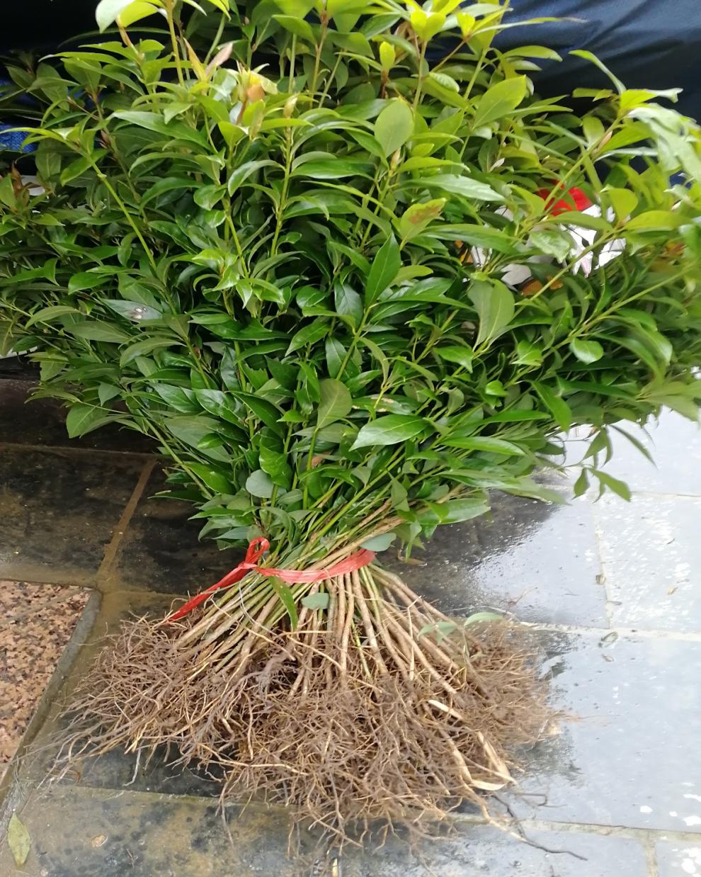 金丝楠木树苗,保湿保鲜发货,杯苗包活,裸根苗包货到新鲜但不包活,请亲