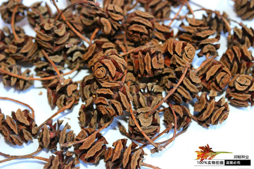 水杉树种子梳子杉绿化树木园林庭院景观高直壮挺拔树木当年新采种种子