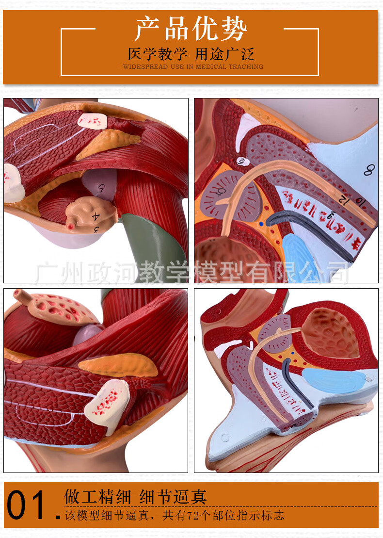 教學仿真男性生殖泌尿系統標本內外生殖模型睪丸解剖模型醫療教具