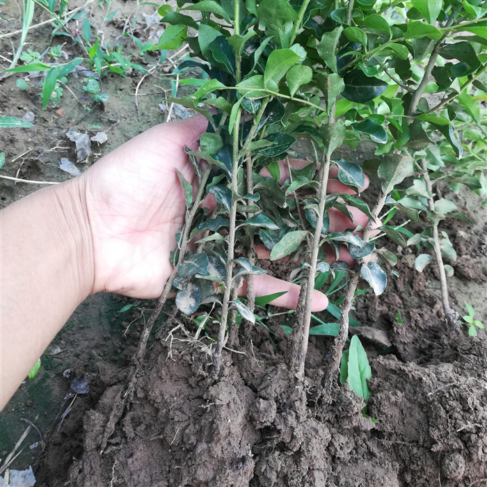 金弹子树苗四川金蛋子小苗盆景苗观果苗金弹子树桩金弹子组合用苗鸡血