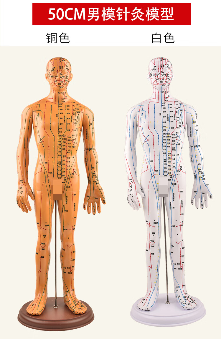 高博士针灸穴位人体模型经络穴位模特图全身中医十二铜人扎针小皮人