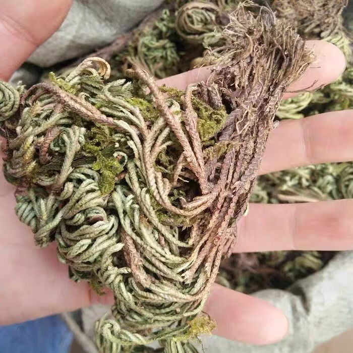 老虎爪草药图片大全图片