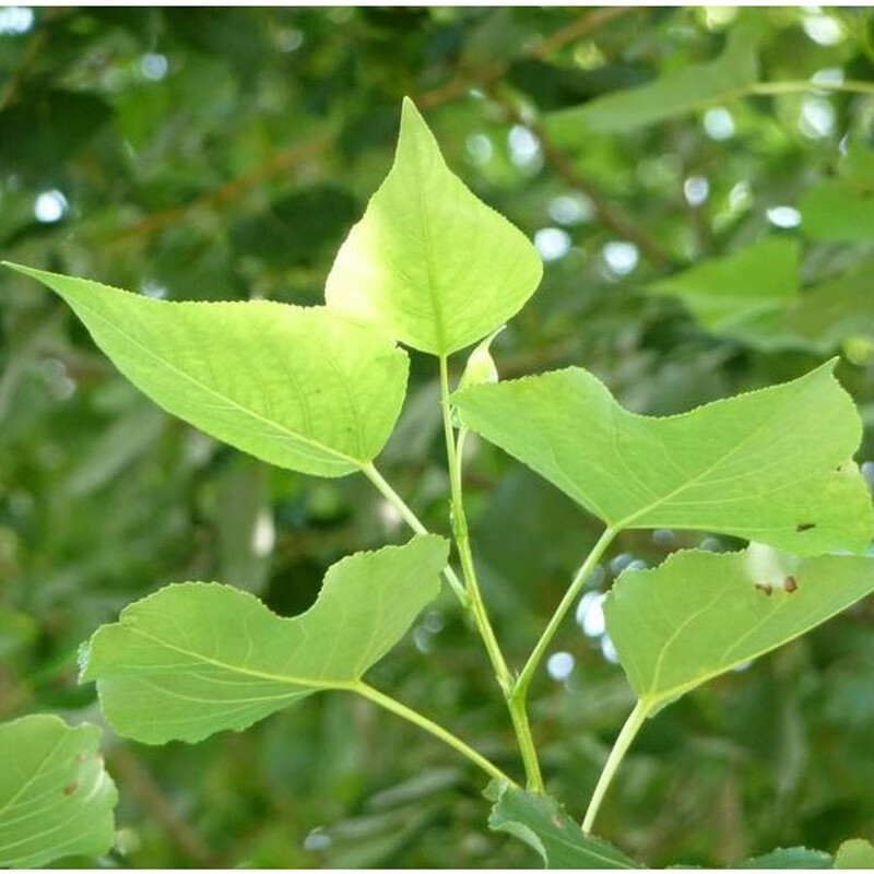 杨树叶 新鲜杨树芽 大杨树叶子 凉拌杨树叶 清水袋装 300g*5袋