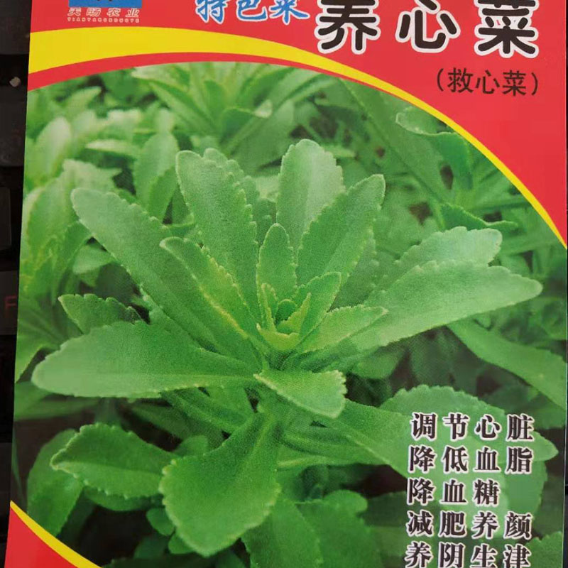 养心菜救心菜种子高钙养身菜救心草种籽阳台盆栽春季四季野菜种孑 养