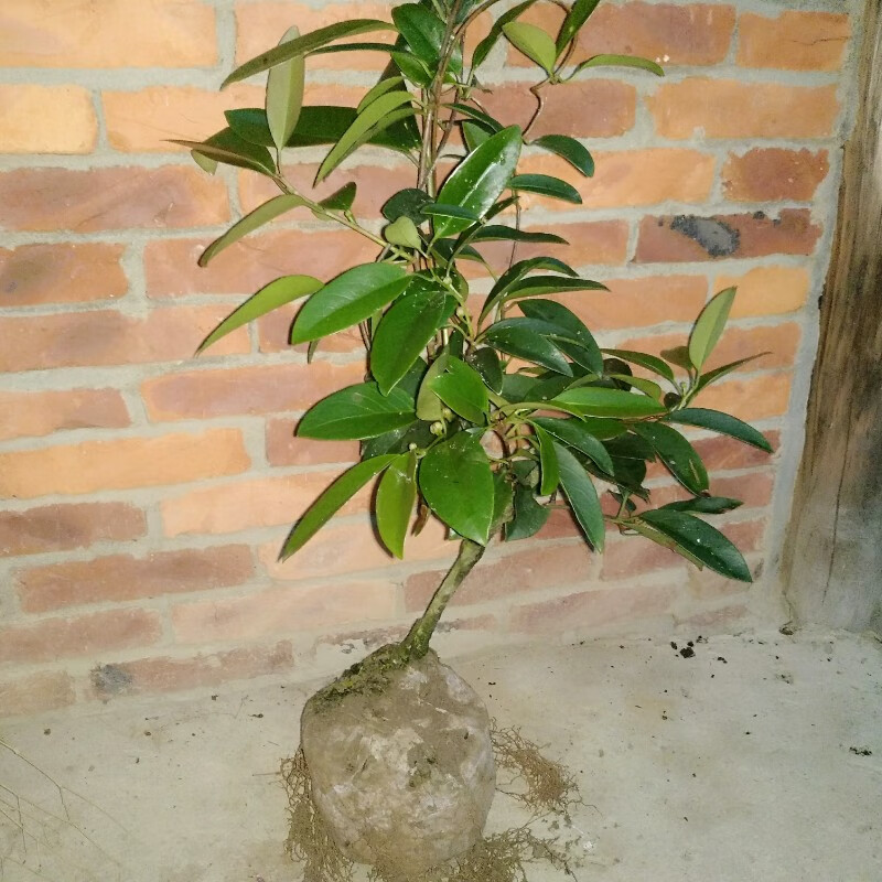 黑老虎老树熟桩 布福娜老树桩苗盆栽绿植带土杯发货 6棵一年苗高30-40