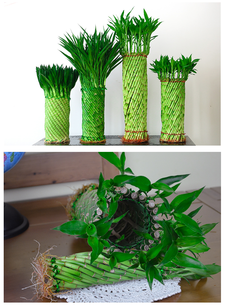 编织富贵竹水培植物花卉水养发财转运竹客厅室内带根盆栽大型绿植编织