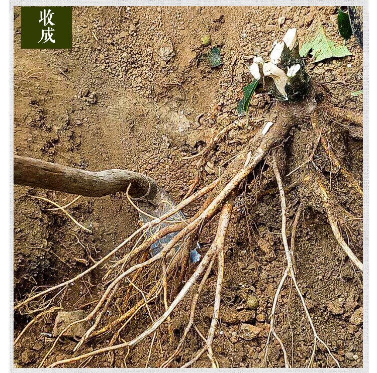 qcdd广西五指毛桃种子南方北方四季可种植中药材果树五指毛桃种子五指