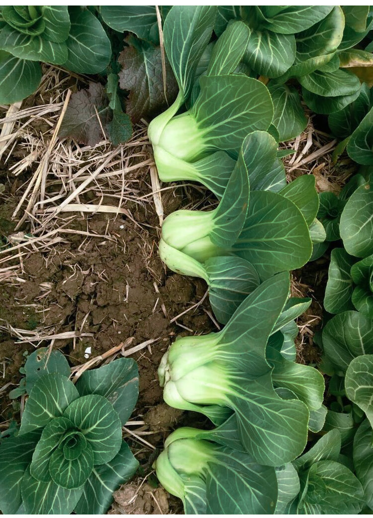 矮箕苏州青青梗菜种子种籽上海青冬季蔬菜孑菜籽种黑大头菜籽油菜