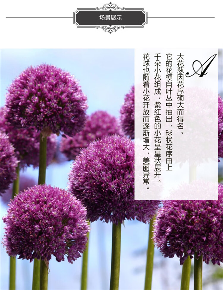 大花葱种球左家花园现货自然球进口种球多年生球根花卉植物易养奥斯塔