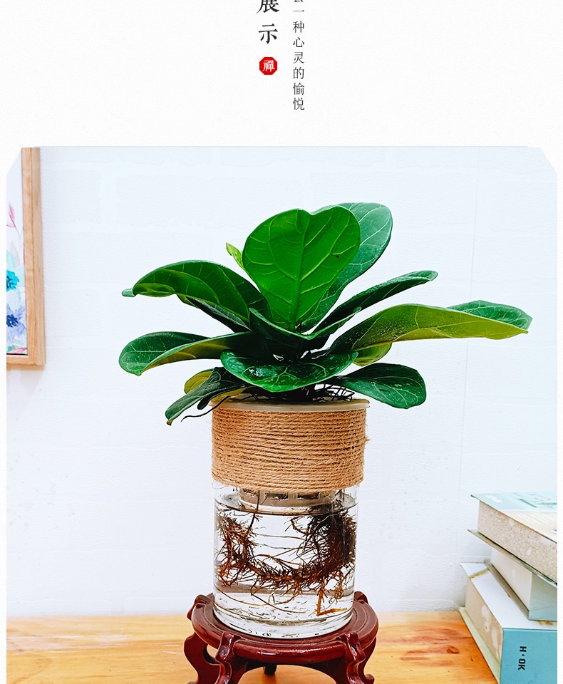 定制水培琴叶榕绿植物树苗小盆栽办公室内桌面水养水生大叶北欧风盆景