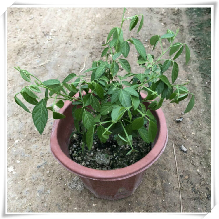 柯必达潮汕红花 石榴花 仙草 抹草 春草阳台盆栽喜庆植物 抹草 仙草