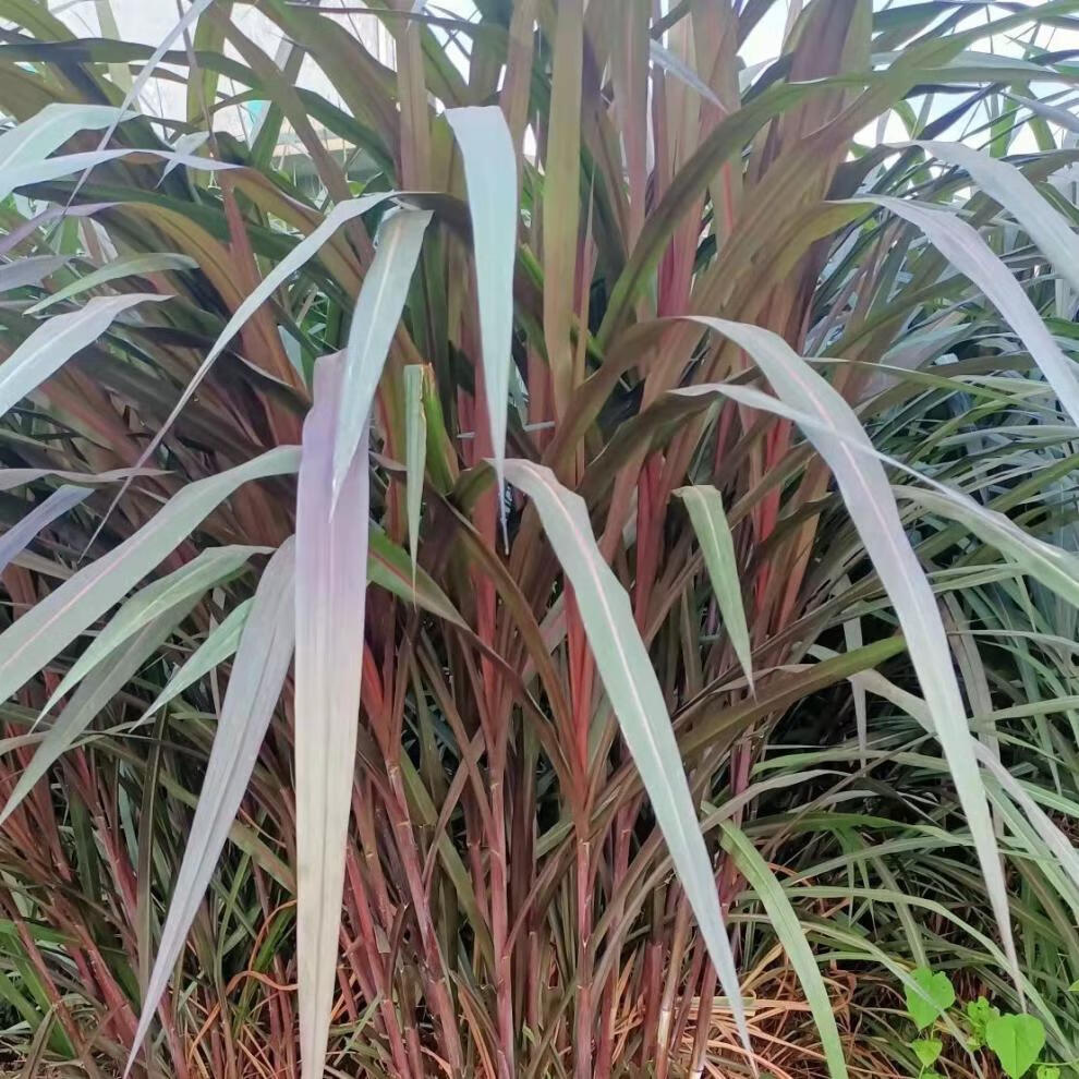 物资牧草种自产销高产南北多年生密植耐寒营养常青无毛牛爱吃农民老史