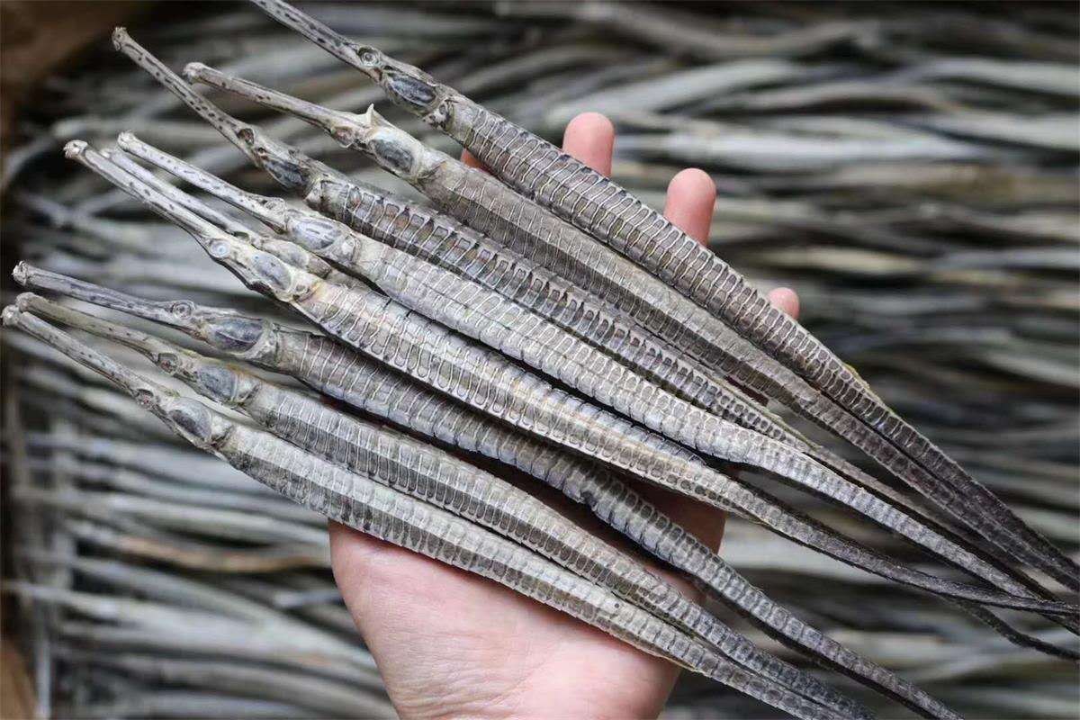 男性滋补品海龙公母干货男人泡酒药材中药材煲汤25cm两条宋一条备损