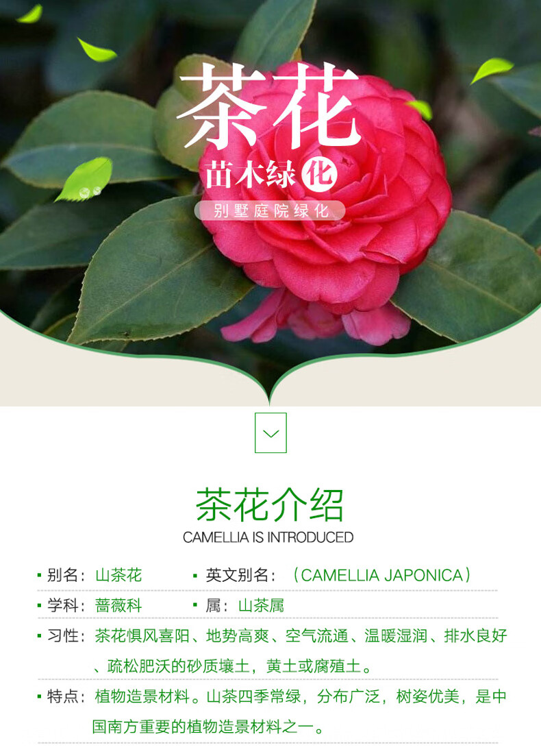 茶花植物卡片制作图片