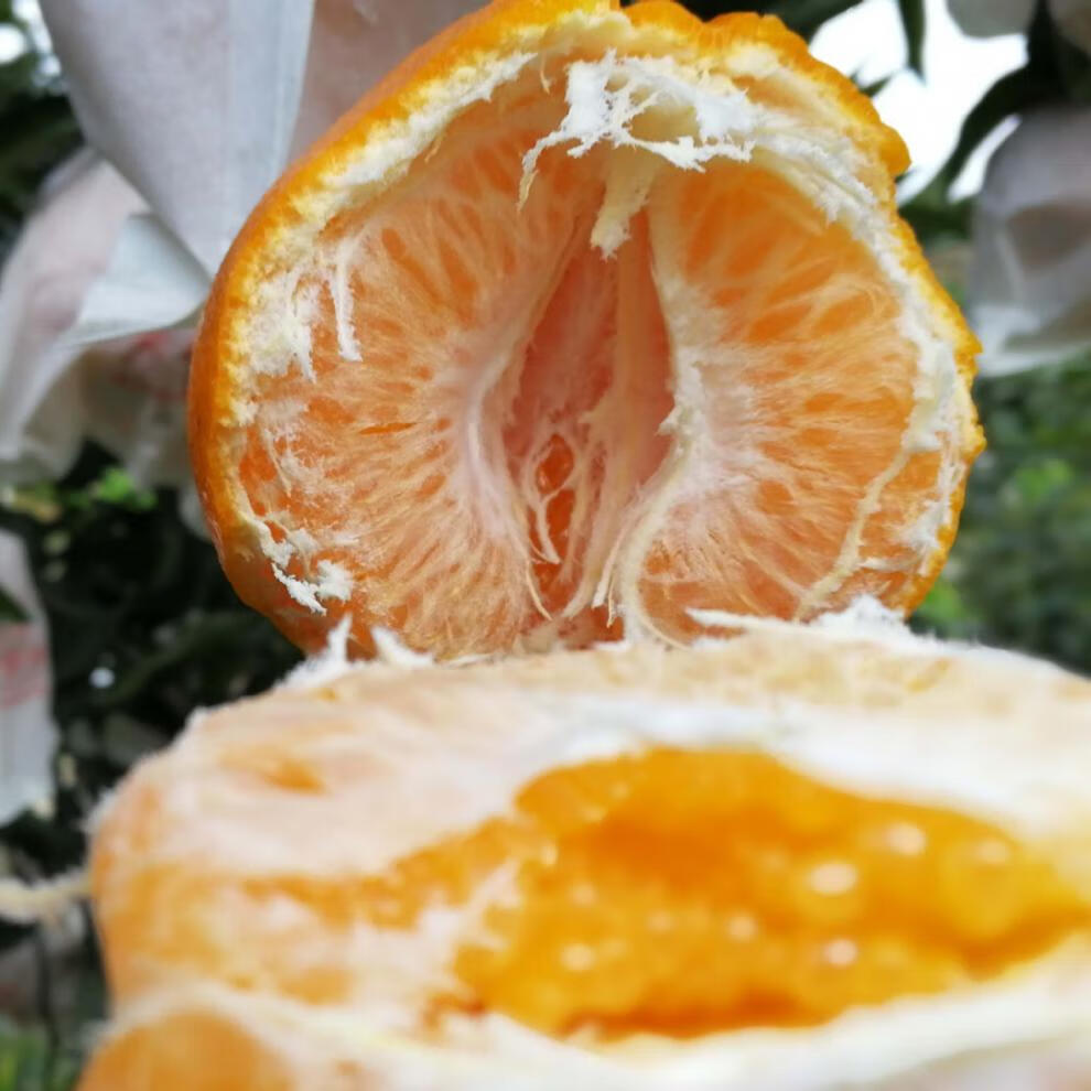 四川春见耙耙柑 现摘大果新鲜丑橘带箱合并约10斤