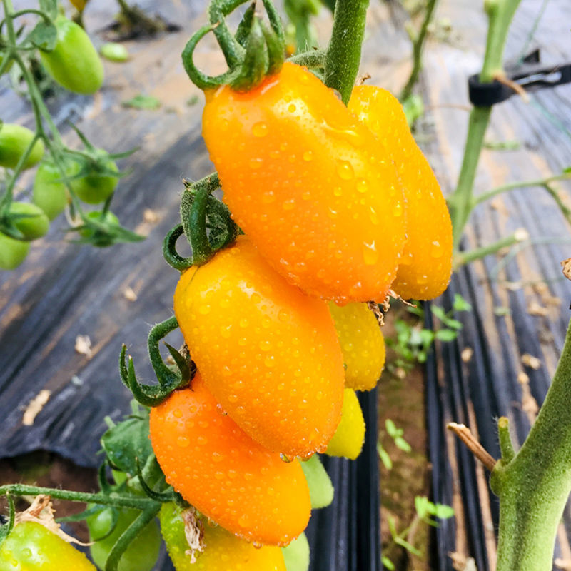 适用于新鲜红黄花生柿子409小柿子圣女果牛奶草莓菇娘小番茄孕妇水果