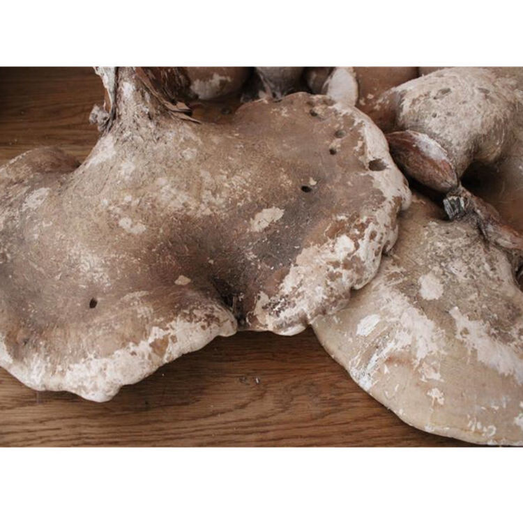 长白山灵芝 桦剥管菌白玉灵芝整只切片打粉 野生白灵芝 500克【图片