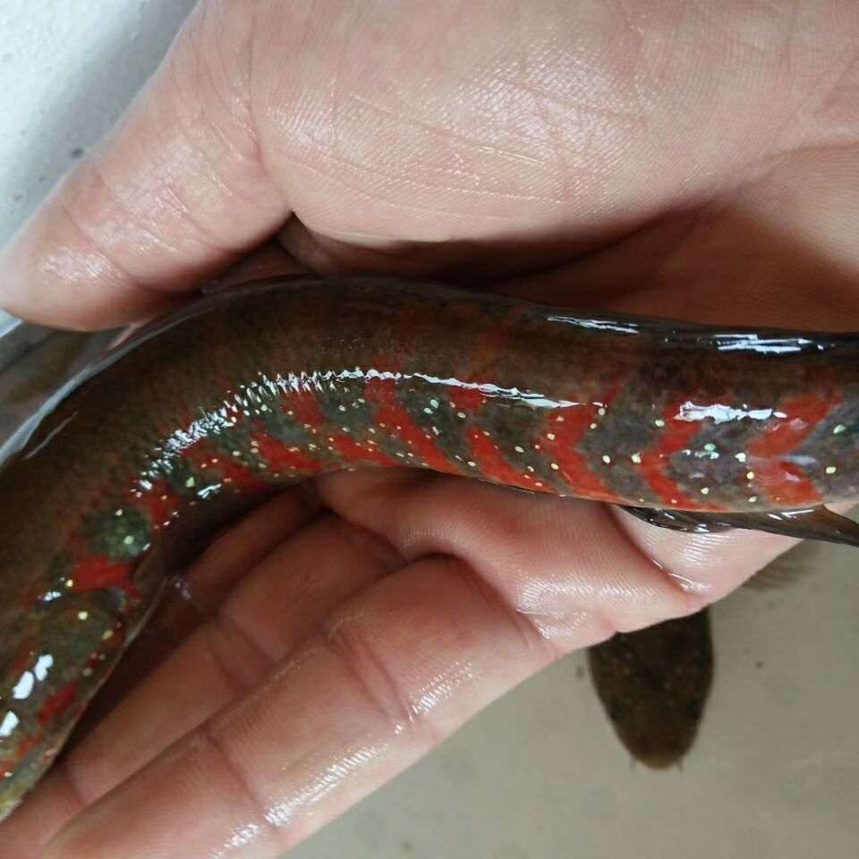 月鱧雷龍魚七星魚觀賞魚,冷水魚不打氧氣 絕品超紅13