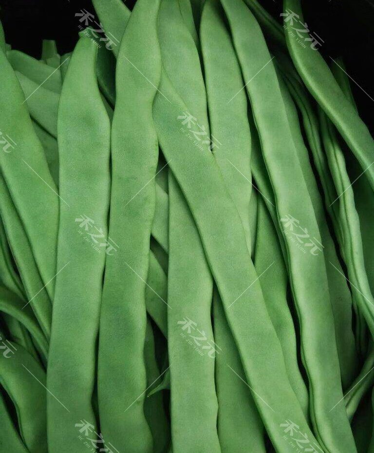 东北绿油豆扁豆种子种孑豆角蔬菜红芸豆四季豆种籽春季夏秋冬季播 绿