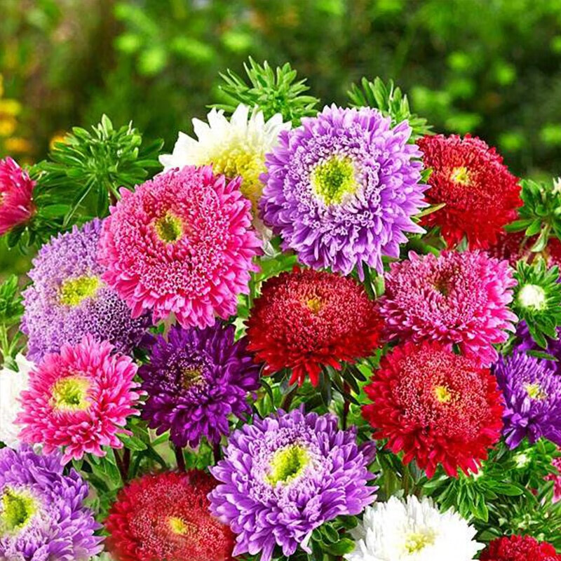 翠菊/绒球/肉粉色100粒【图片 价格 品牌 报价】-京东