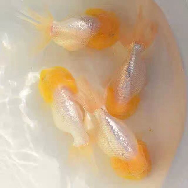 润宝龙新手养鱼淡水富贵鱼观赏鱼蓝瘦金鱼兰寿金鱼精品赛级蓝兽金鱼好