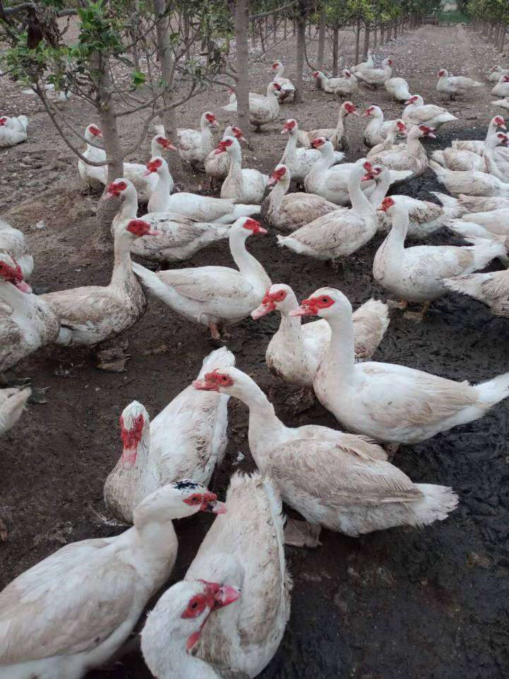 农家散养番鸭红头鸭土鸭子红脸鸳鸯新鲜活体现杀现发生鲜整只鸭肉杀好