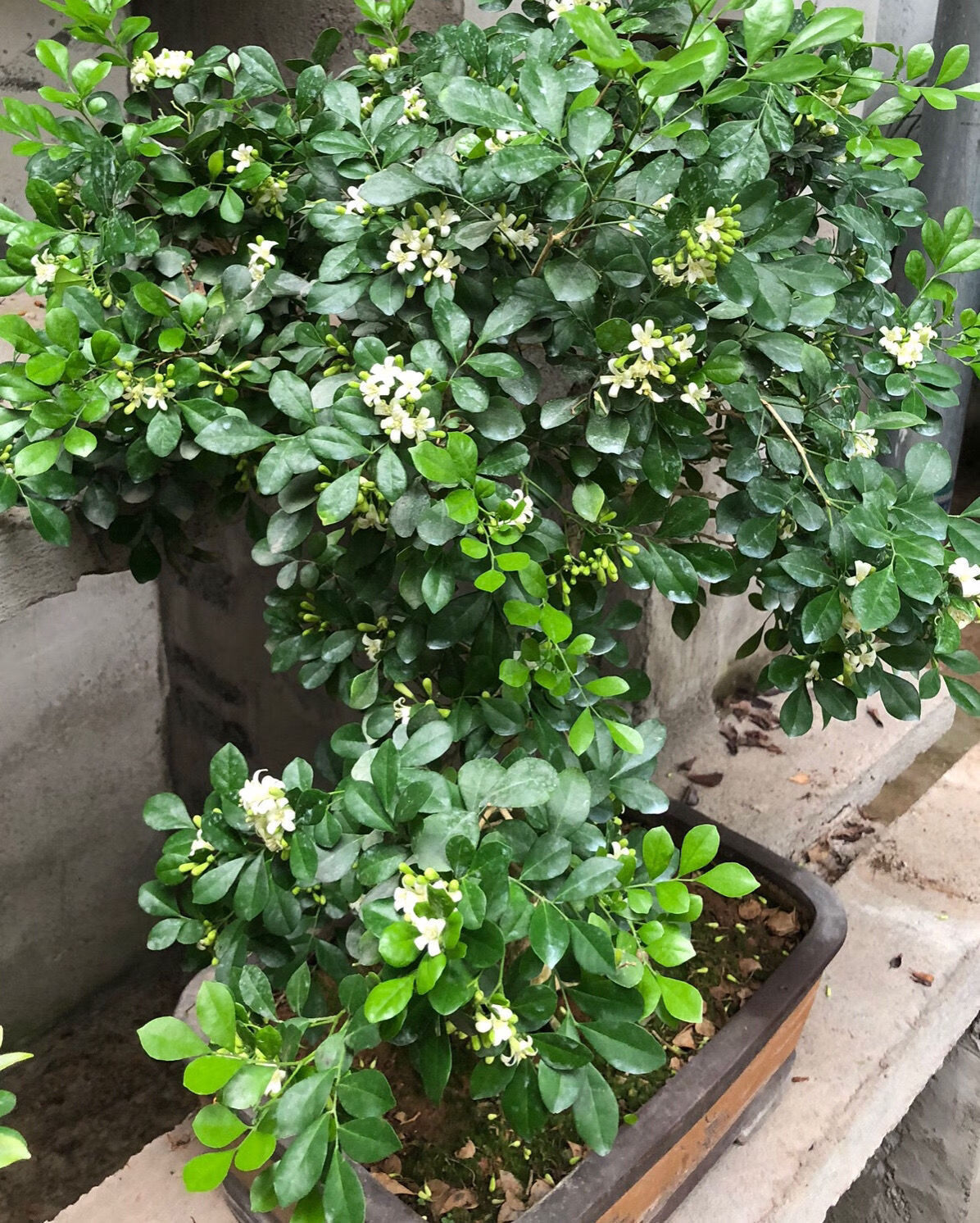 盆栽植物盆景老桩树桩当年开花带花苞浓香室内驱蚊四季种植 九里香6年