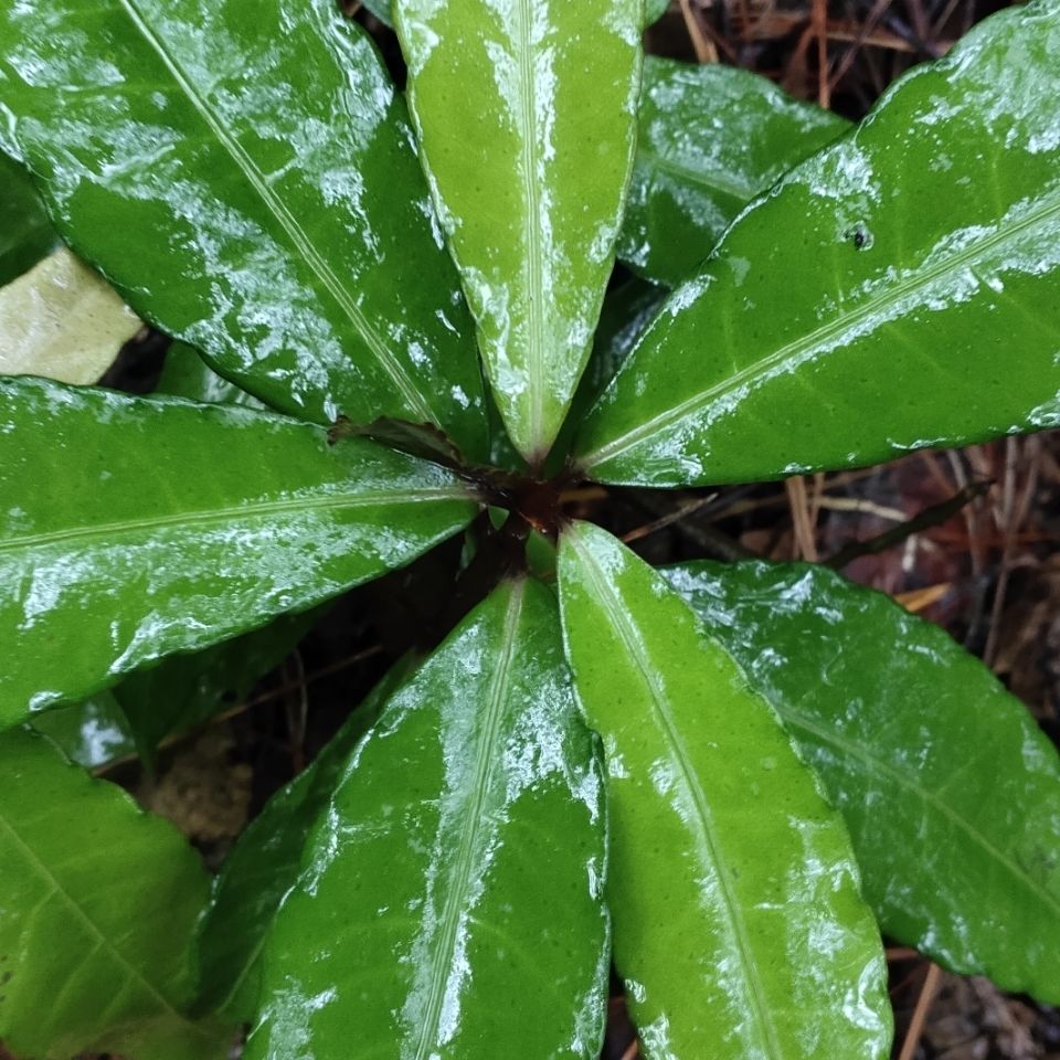 小落伞草图片图片