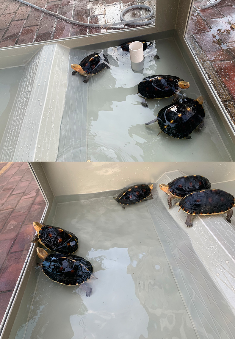 2022新款黄缘龟专用缸黄缘龟箱塑料乌龟缸安缘专用塑胶龟池透明亚克力