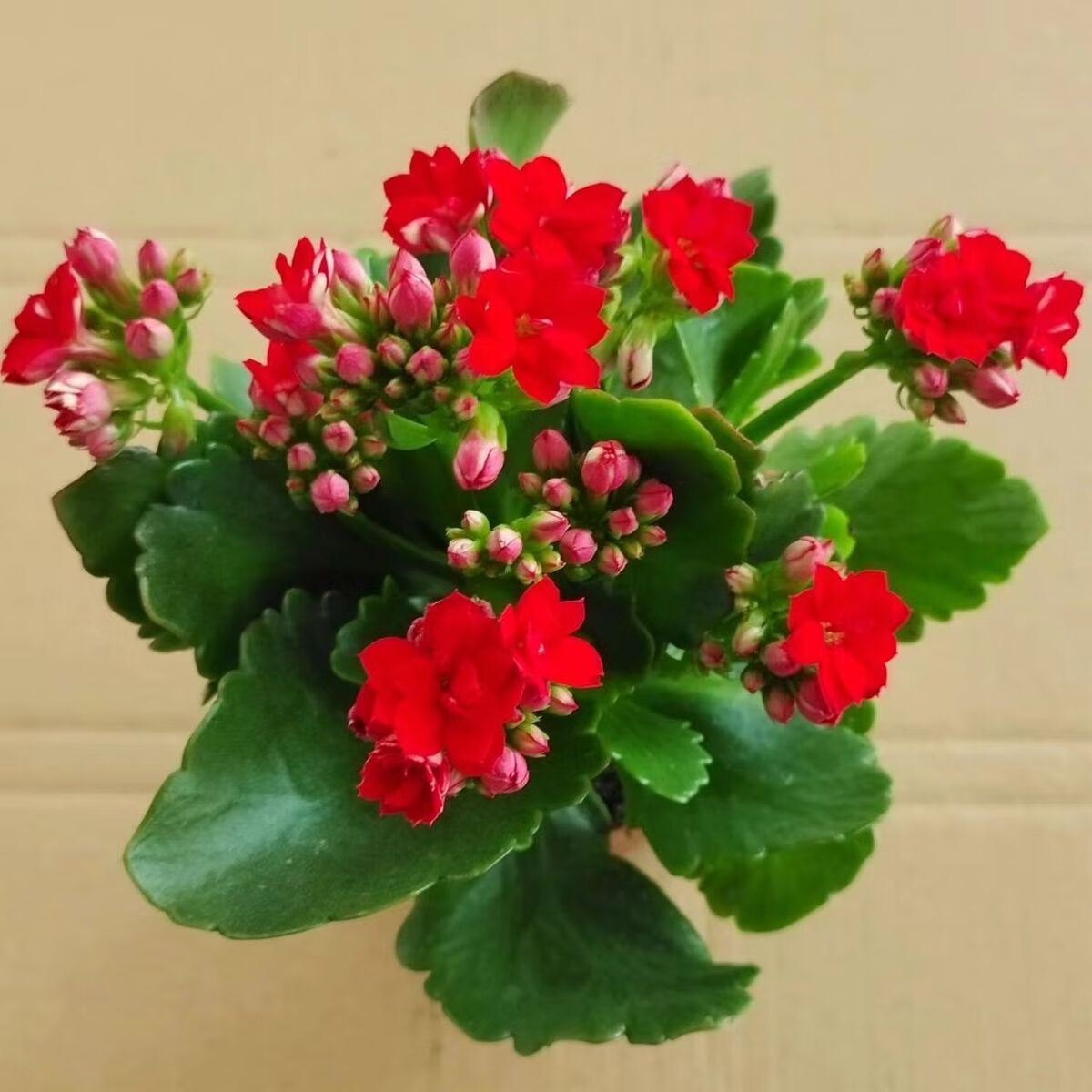 鲜木【稀有长寿花】金狐狸盆栽大花重瓣四季开花带花苞室内外花卉直销