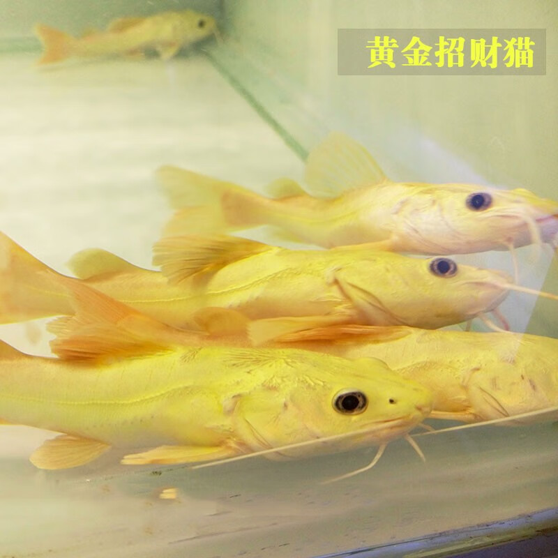 jypet招财猫鱼活体红尾招财猫黄金招财猫热带观赏鱼 普通招财猫12-13