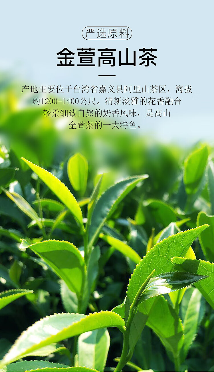 高山金萱茶清香阿里山茶奶香金萱乌龙茶花香高山乌龙茶 清香高山金萱