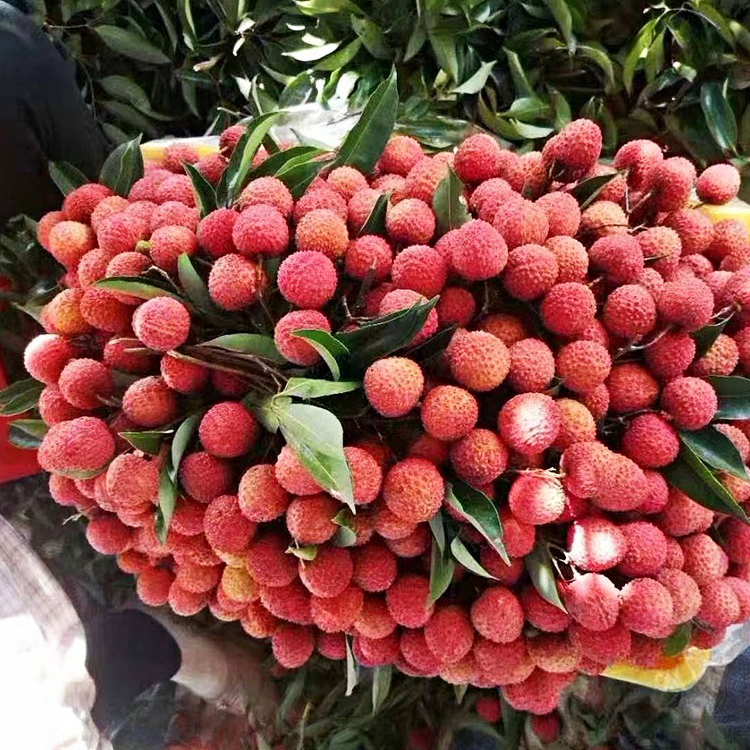 合江带绿荔枝 泸州合江妃子笑带绿荔枝新鲜现摘现发顺丰孕妇水果