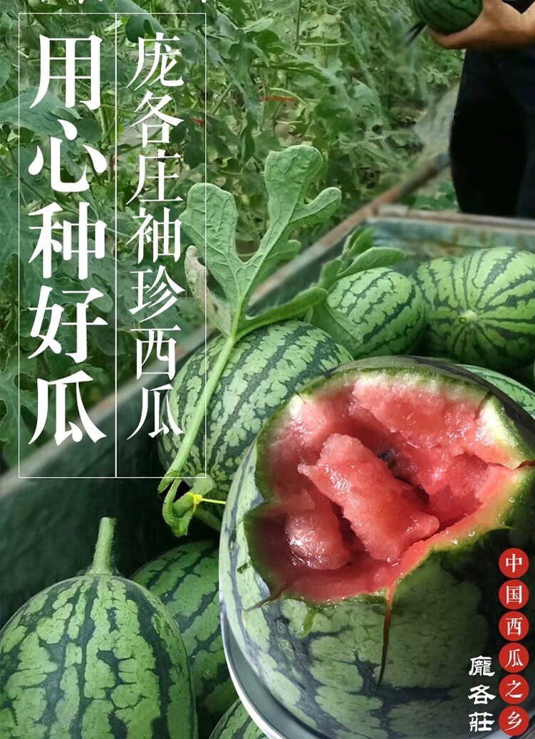 时染shiran庞各庄西瓜北京大兴特产小吊瓜袖珍迷你醇奶西瓜纯甜1个