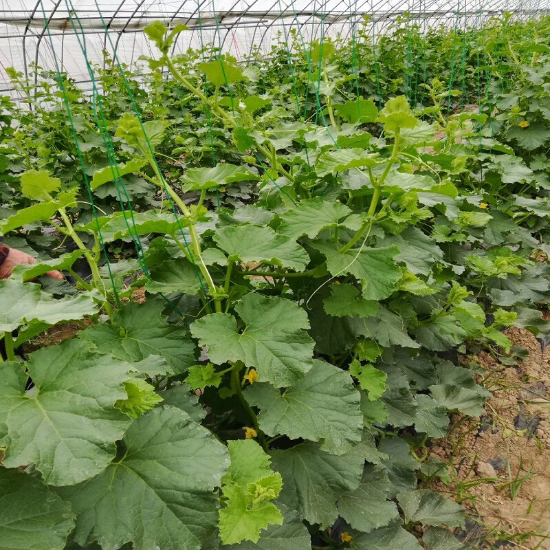 大棚蔬菜黄瓜西红柿辣椒吊绳吊线尼龙吊蔓绳吊秧绳爬藤网拉绳熟料