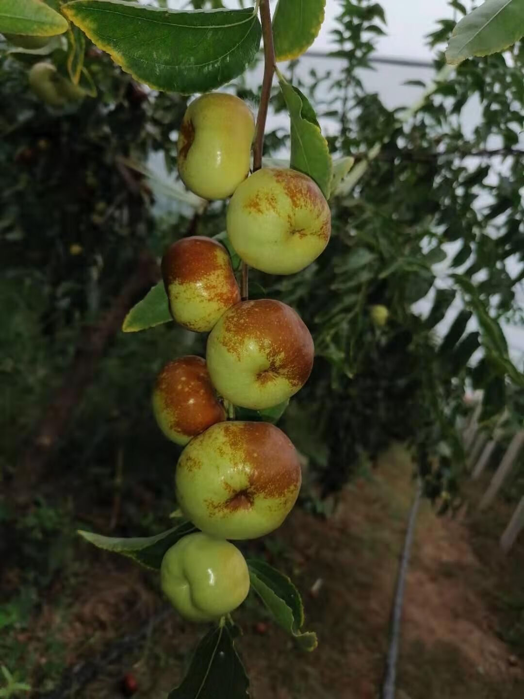 新疆和田蟠枣新鲜脆甜水果特一级超大果王皮薄 2斤 蟠枣【图片 价格