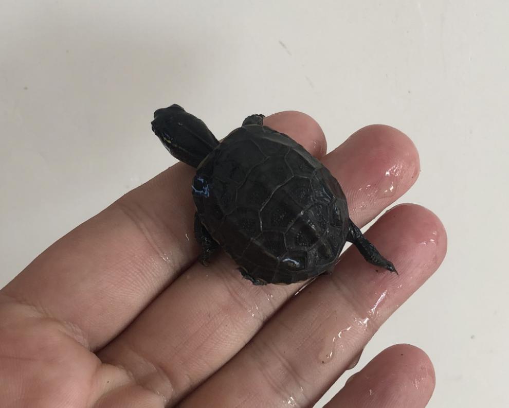 新品 黑腹墨龟苗活体全黑外塘中华草龟苗风水活物长寿顶墨苗小乌龟 6