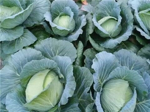 媚调 四川理县汶川新鲜蔬菜5斤卷心菜包菜莲花白圆白菜包心菜现摘泡菜