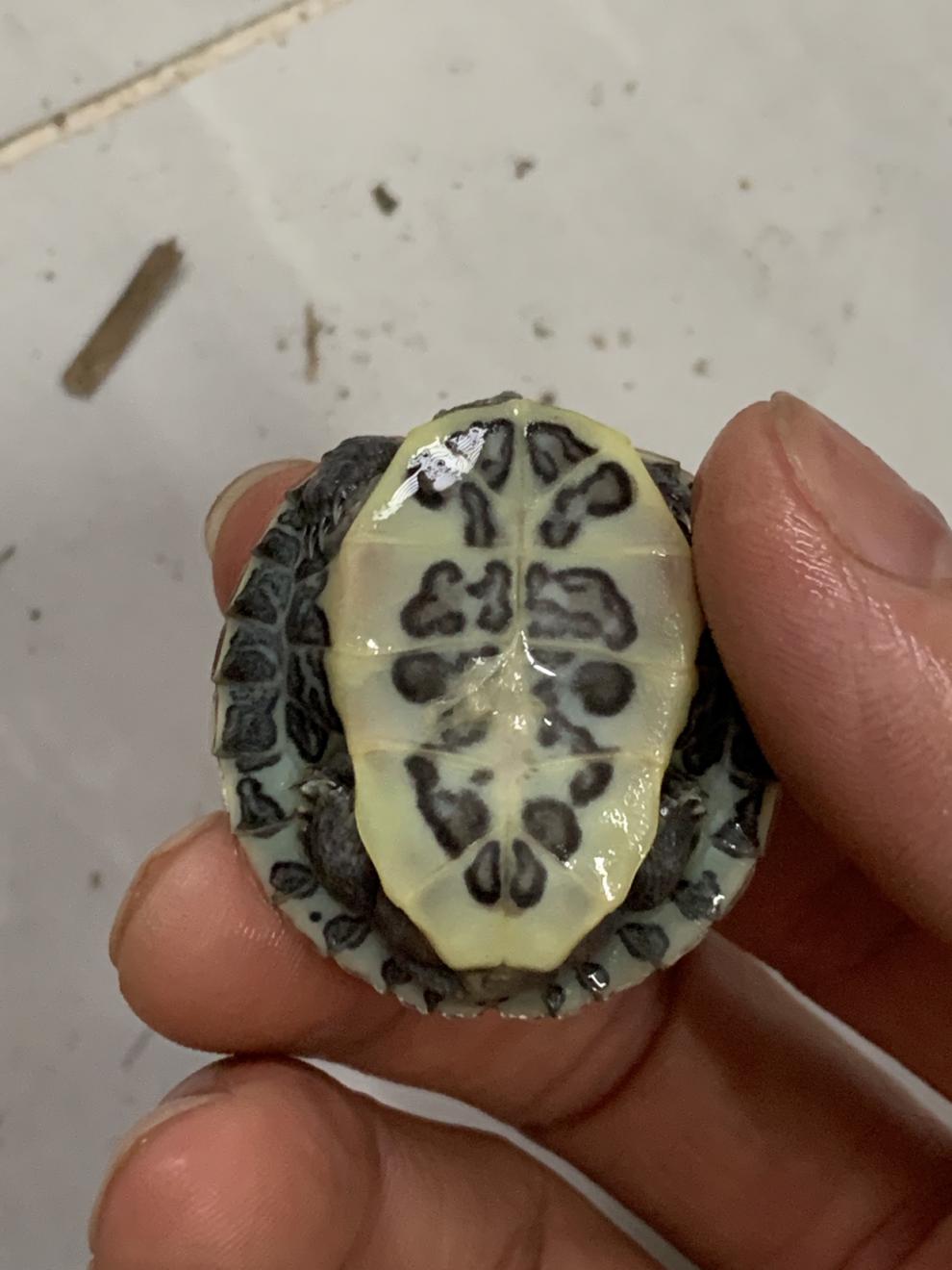 黑化巴西龟黑珍珠变异巴西黑巴萌宠日常宠物好养省心小萌宠赤兔马 尾